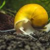 Aquatic Foods Freeze Dried Tropical Fish Food Cichlids-3