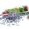 BUBBLE Freeze Dried Brine Shrimp Cubes High Protein Fish-8